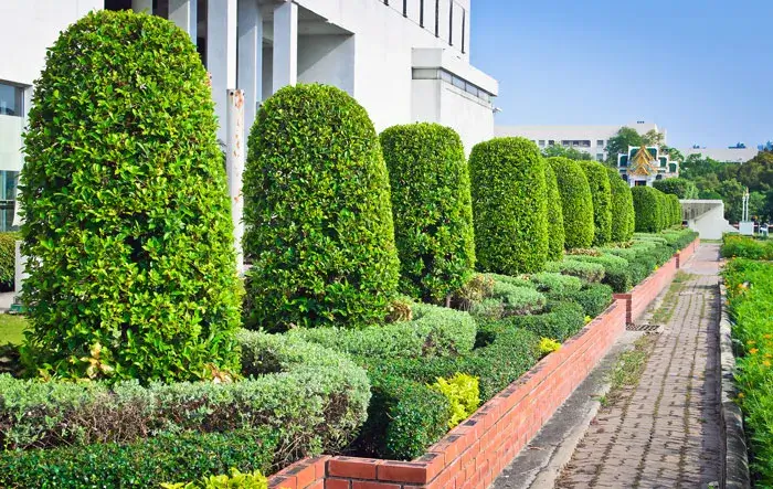 Reliable Tree Services