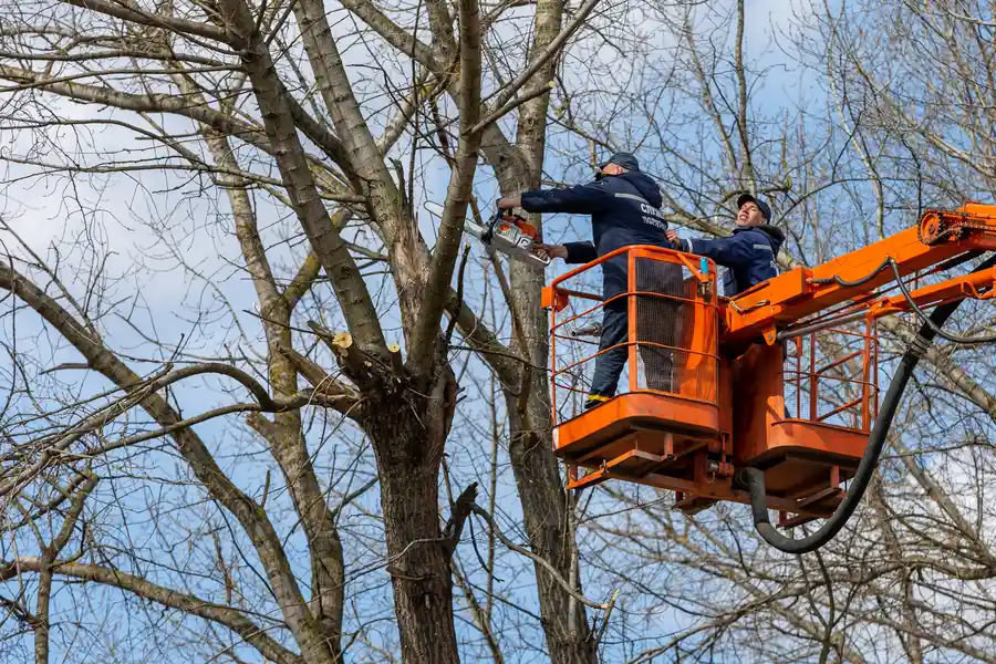 Affordable Tree Removal Maryville, TN