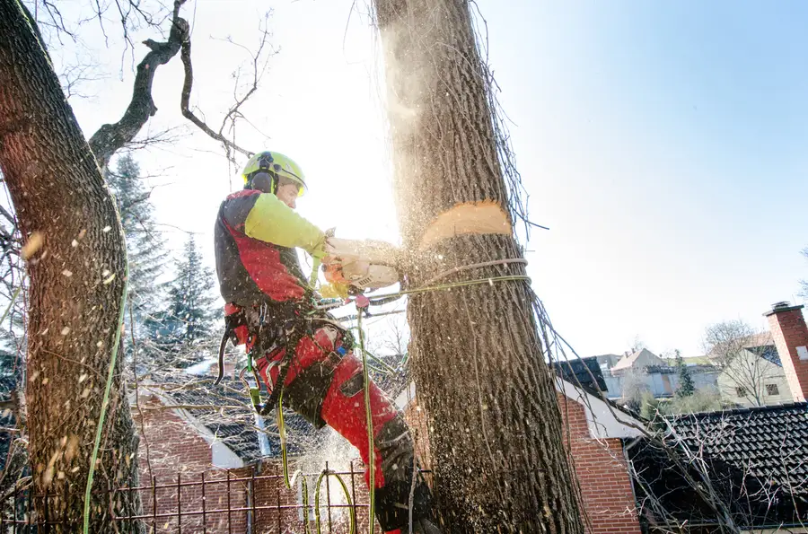 Experienced Tree Cutting Maryville, TN Experienced Tree Cutting Maryville, TN