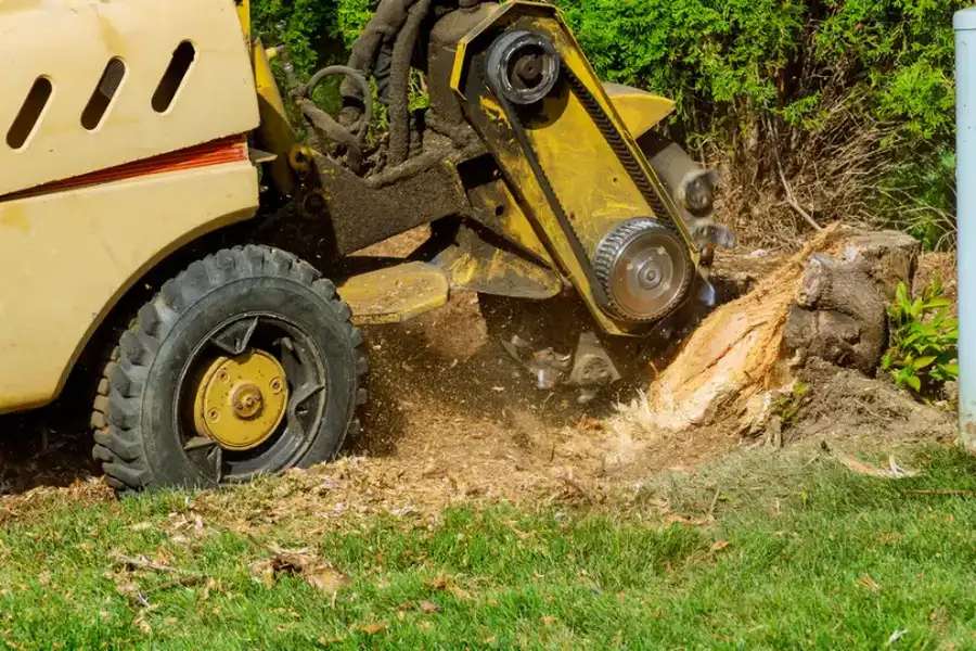 How To Choose The Right Stump Grinding Service For Your Needs Maryville, TN