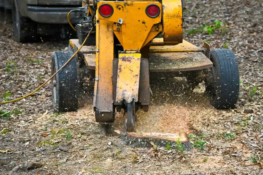 How To Choose The Right Stump Grinding Service For Your Needs in Maryville, TN