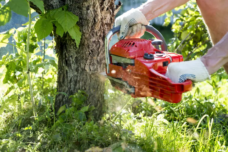 How To Prepare Your Property For A Tree Removal Service in Maryville, TN