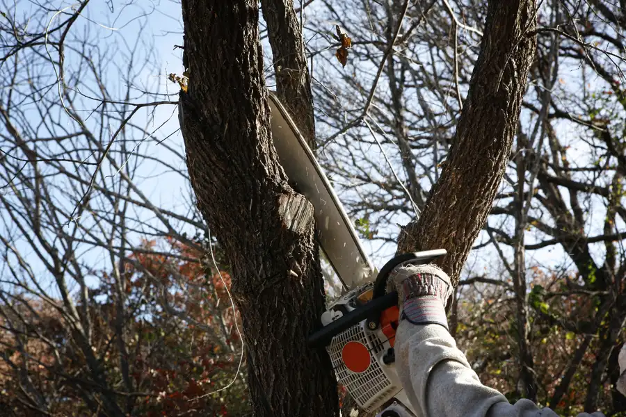 How Tree Removal Can Prevent Damage To Underground Utilities Maryville, TN