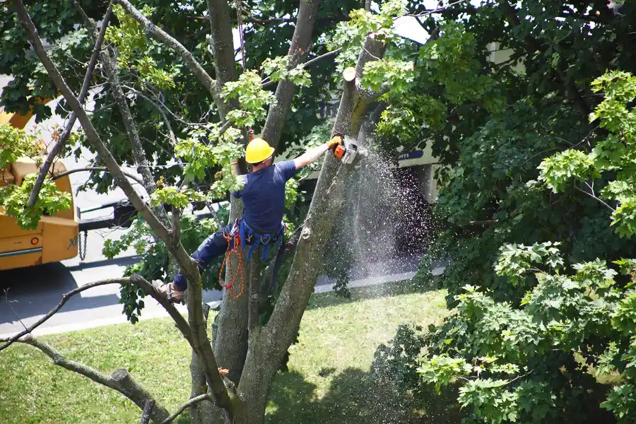 How Tree Removal Can Prevent Damage To Underground Utilities in Maryville, TN