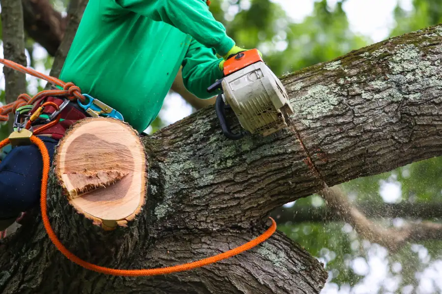 Professional Tree Trimming Maryville, TN