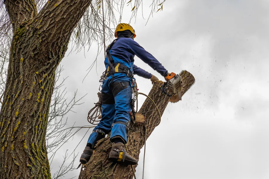 Reliable Tree Cutting Maryville, TN Reliable Tree Cutting Maryville, TN