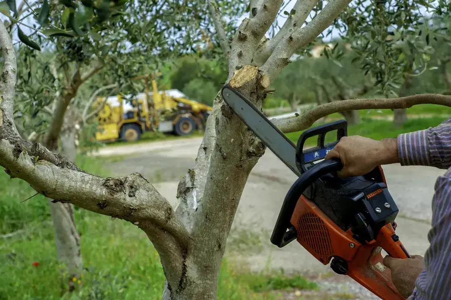 Signs Your Trees Need Professional Tree Trimming Maryville, TN