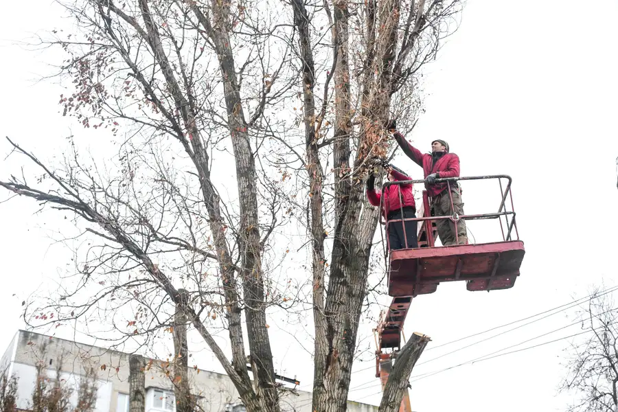 Signs Your Trees Need Professional Tree Trimming in Maryville, TN