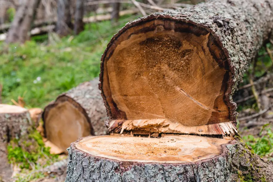 The Role Of Professional Tree Cutting In Storm Preparation in Maryville, TN
