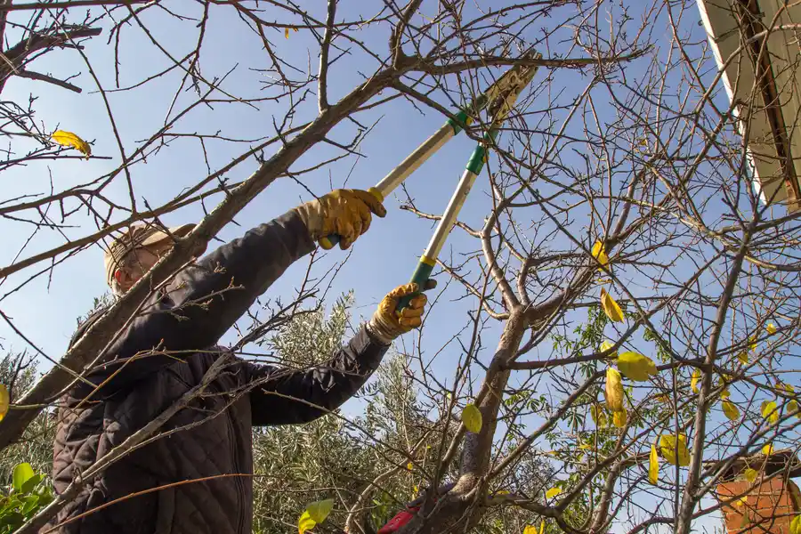Tree Trimming For Long Term Tree Maintenance Maryville, TN