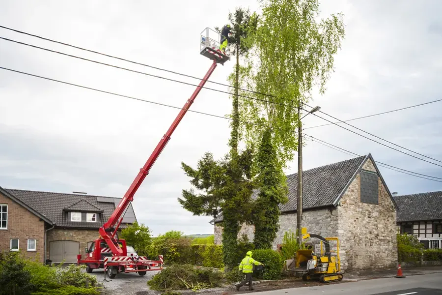 Tree Trimming For Long Term Tree Maintenance in Maryville, TN
