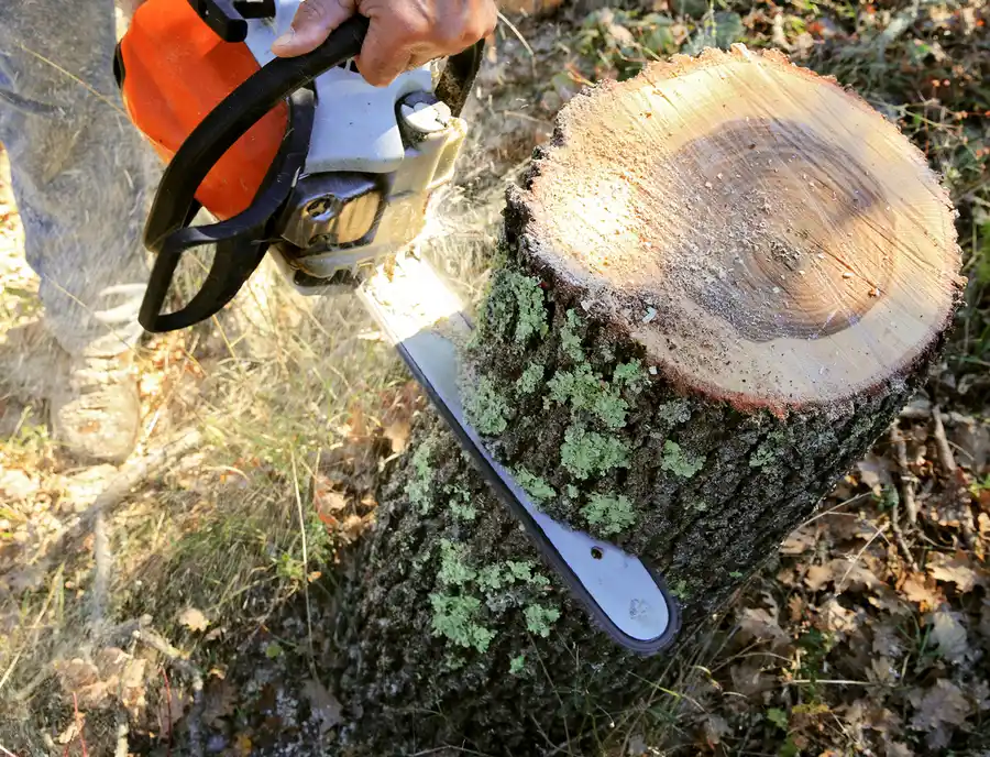 Why Tree Cutting Should Be Left To The Experts in Maryville, TN