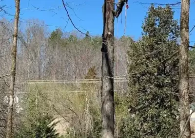 Affordable Arborist