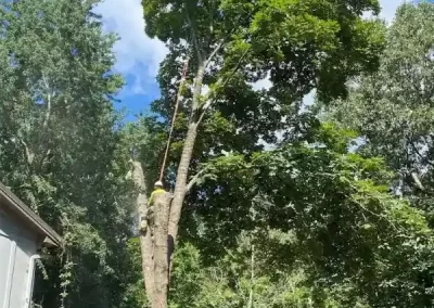 Dependable Tree Maintenance