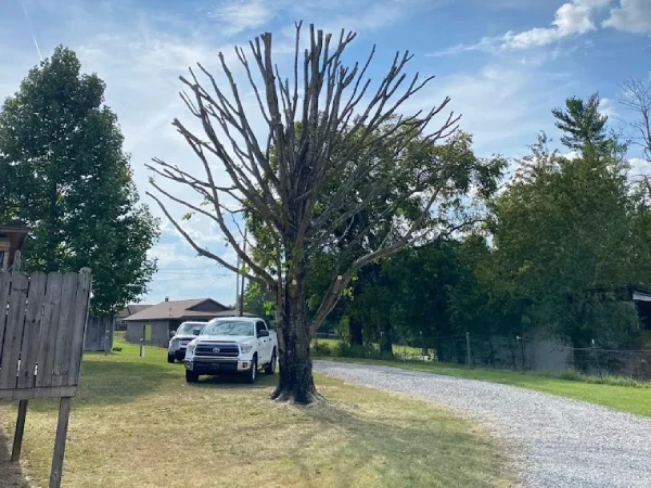 Gonzalez Tree Service's Other Services