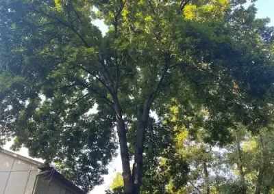 Professional Tree Service