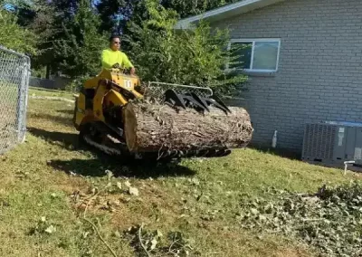 Professional Tree Service