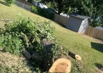 Professional Tree Service