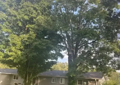 Professional Tree Service