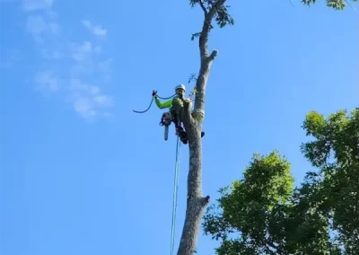 Professional Tree Service