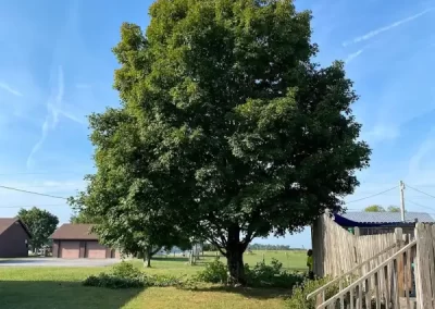 Professional Tree Service