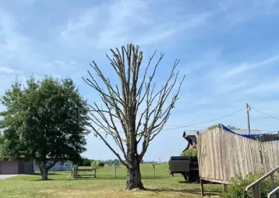 Professional Tree Service