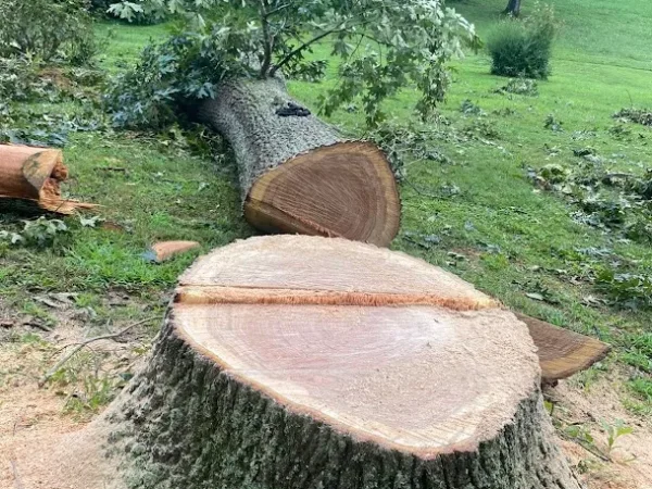 Stump Grinding