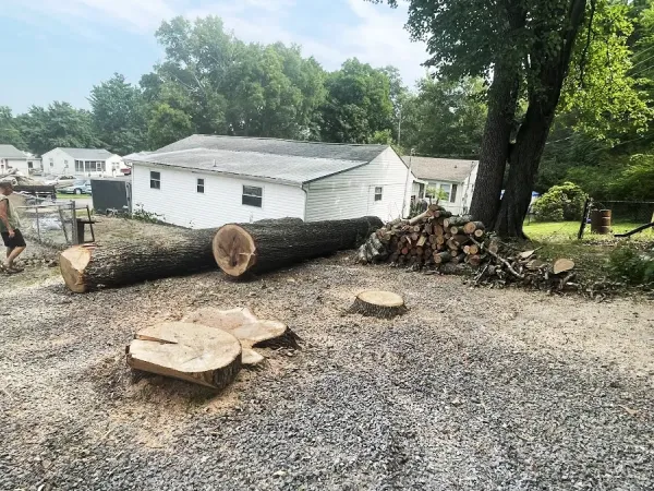 Tree Cutting