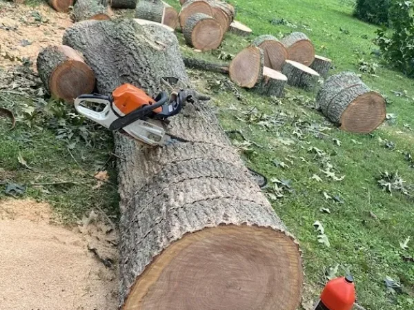 Tree Removal