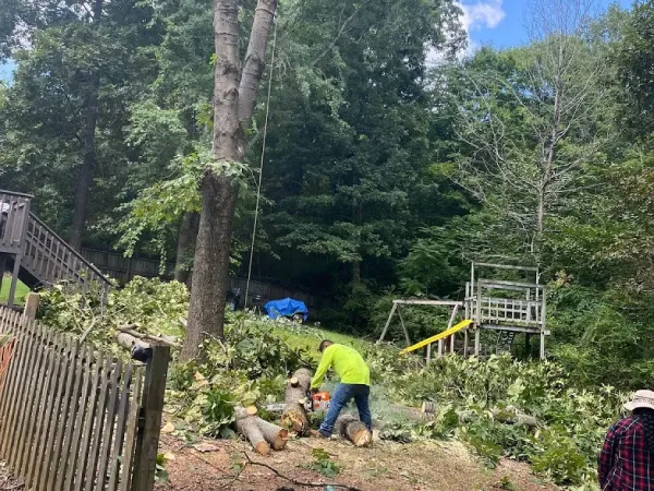 Tree Trimming